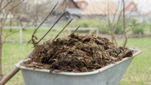 EU to rely on cow manure amid Iran war fertilizer crisis – Politico