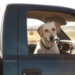Dog shoots woman in Nebraska